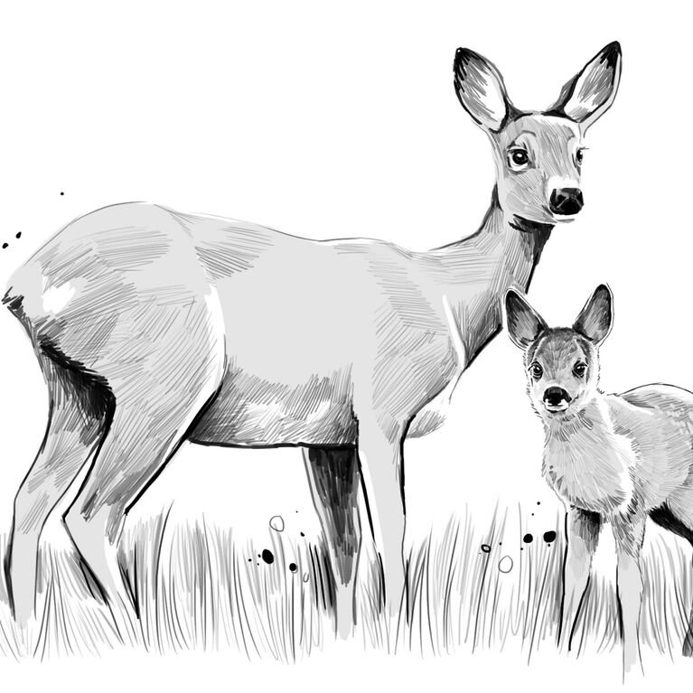 deer