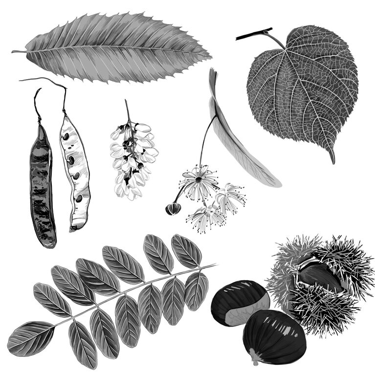 Trees