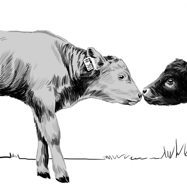 CALVES