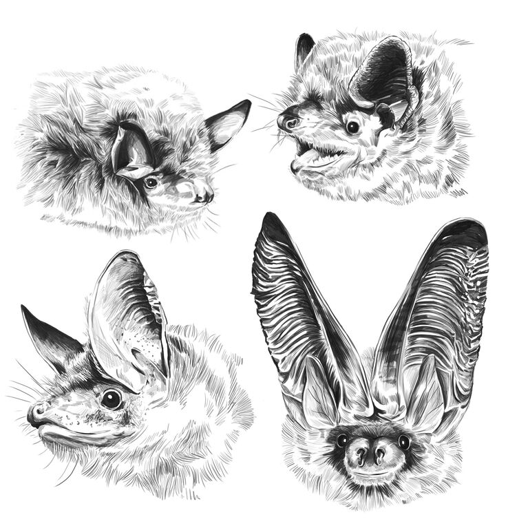 Bats